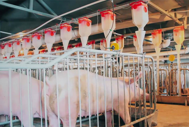 1636704541138117.jpg 畜牧養(yǎng)殖推桿—喂料系統(tǒng)U13.jpg